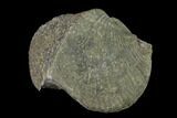 Pyrite Replaced Brachiopod (Paraspirifer) Fossil - Ohio #135568-2